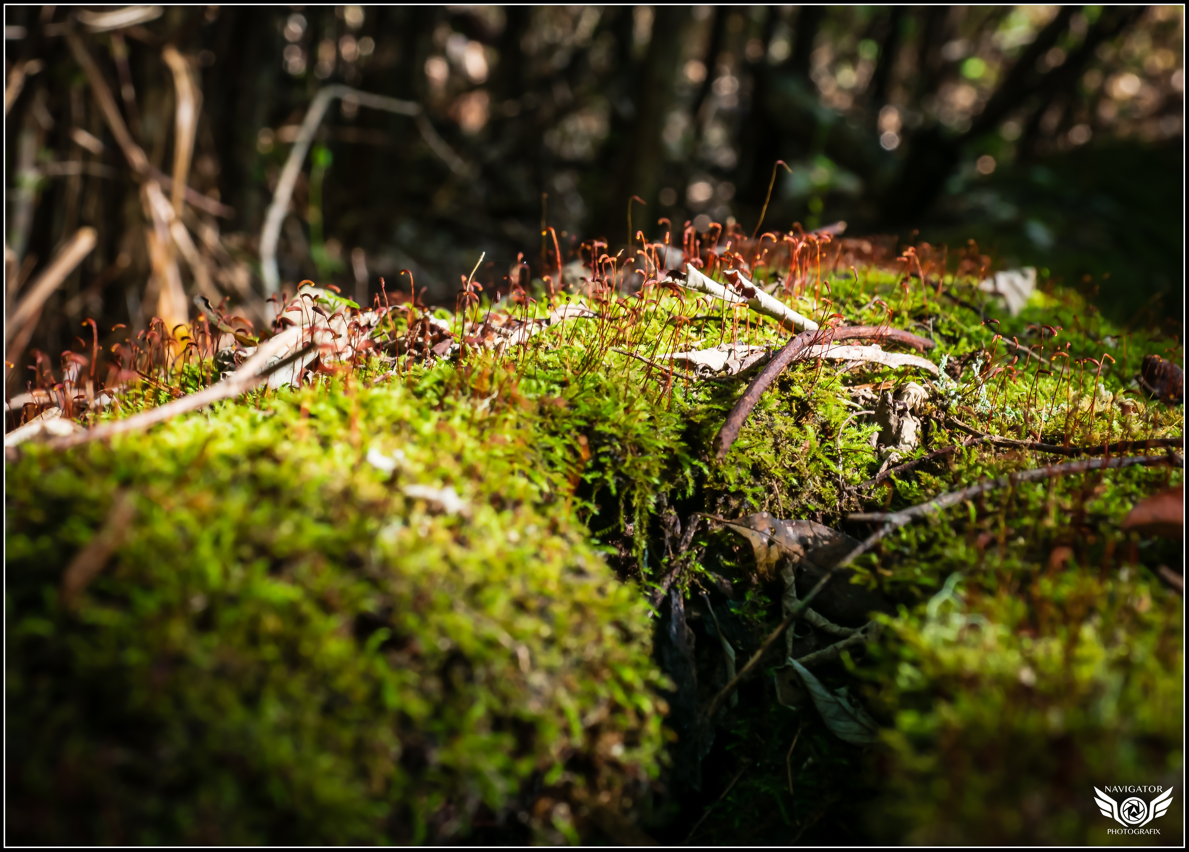 Western Australian bush