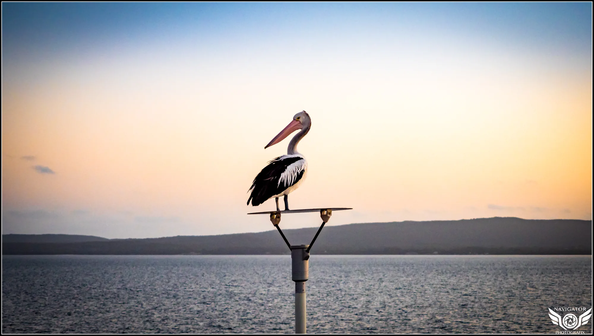 Wildlife Western Australia